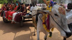 Women ride on a bull-cart during Pongal celebrations in Chennai