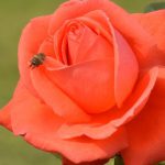 A blooming rose at the Rose Garden