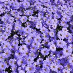 Brachycom flowers on display