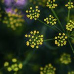 Golden Alexanders, they belong to the carrot family, Apiaceae. These flowers are very easy to grow and maintain