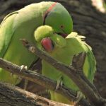 Parakeets enjoy the spring season at Lodhi Garden