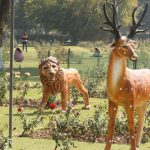 The garden is all set for celebrations