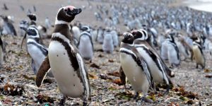Largest colony of Magellanic penguins