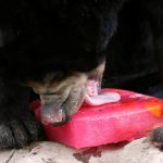 A Malayan sun bear licks a block of ice during a hot day at Dusit zoo in Bangkok, Thailand