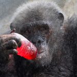 A chimpanzee drinks a sweet refreshment as it is sprayed with water on a hot day at Dusit zoo in Bangkok, Thailand