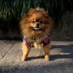 A dog dressed in clothing on a street in Shanghai. Poodles in pink dresses, Pekinese wearing shirts, a Pomeranian in sneakers and a raincoat -- the sidewalks of Shanghai can sometimes seem like catwalks gone to the dogs