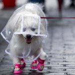 A dog dressed in clothing on a street in Shanghai