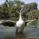 A duck flutters inside the Lodhi Garden lake. Despite judicial orders, we see no progress,” activist Diwan Singh, who is part of the Dwarka Water Bodies Committee, said