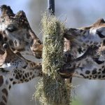 A giraffe family dining straw cake on a sunny warm spring day at the zoo in Gelsenkirchen, Germany