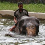 A mahout sits on an elephant as they play in a pool during a hot day at Dusit zoo in Bangkok, Thailand