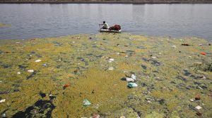 A man collects coconuts thrown as offerings by worshippers on the weed covered Sabarmati river, ahead of World Water Day, in Ahmedabad