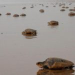 A mass of turtles prepare to return to the sea after nesting