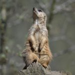 A suricate takes a sunbath on a sunny warm spring day at the zoo in Gelsenkirchen, Germany