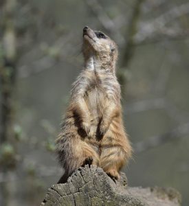 A suricate takes a sunbath on a sunny warm spring day at the zoo in Gelsenkirchen, Germany