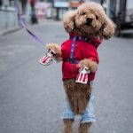 Chinese adore their pet canines, often dressing them up in eye-catching outfits, and nowhere are such furry fashionistas more conspicuous than in China’s commercial hub