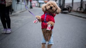 Chinese adore their pet canines, often dressing them up in eye-catching outfits, and nowhere are such furry fashionistas more conspicuous than in China’s commercial hub