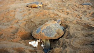 On an average, around 100 to 150 eggs are laid by each female turtle in the nests. The Olive Ridley is classified as Vulnerable according to the International Union for Conservation of Nature and Natural Resources (IUCN)