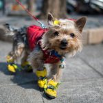 Pet owners like to dress up their pets, the way they would their own children, said a woman surnamed Huang as she walked her two fluffy brown poodles, one with a pink bowtie and the other wearing a blue one, through a central Shanghai neighbourhood