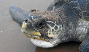 Rushikulya rookery off the coast of Odisha is home to the world famous Olive Ridley sea turtles nesting sites where a record of sorts has been created recently of mass nesting from mid- February to March second week this year