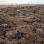 The coast of Odisha in India is the largest mass nesting site for the Olive Ridley in the world, followed by the coasts of Mexico and Costa Rica