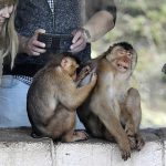 Two monkeys are observed by visitors on a sunny and warm spring day at the zoo in Gelsenkirchen