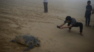 Visitors click photos of the turtles as they pull themselves to the sea