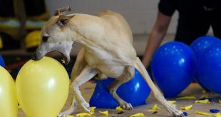 Fastest canine balloon popper