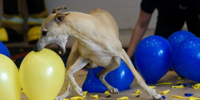 Fastest canine balloon popper