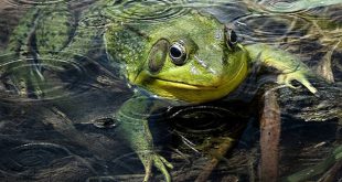 वर्षा के मेघ कटे - गोपी कृष्ण 'गोपेश' शब्द चित्र