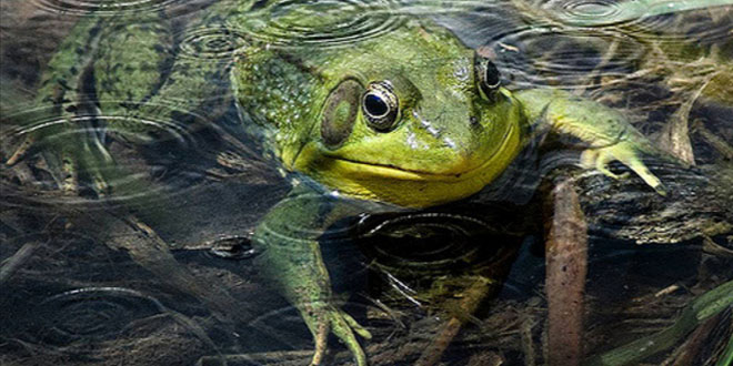 वर्षा के मेघ कटे - गोपी कृष्ण 'गोपेश' शब्द चित्र