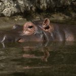 A Hippopotamus cools itself under water for most of the day at the zoo enclosure.