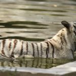 A White Tiger stays submerged in an enclosed water tank at the Delhi Zoological Gardens.