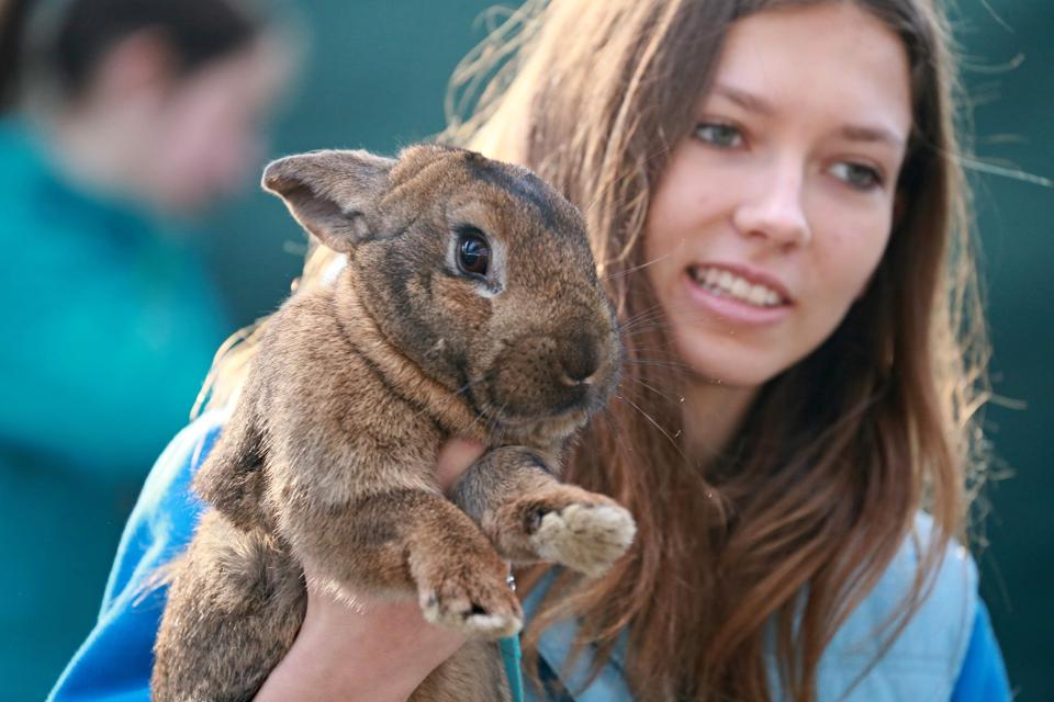 A girl holds her rabbit as she watches a rabbit track and field competition