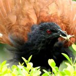 A greater coucal with an insect in its beak found in Punjabi University, Patiala