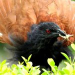 A greater coucal with an insect in its beak found in Punjabi University, Patiala