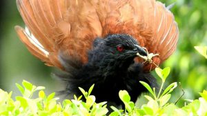 A greater coucal with an insect in its beak found in Punjabi University, Patiala