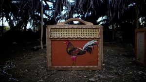 A handmade case used to transport a rooster