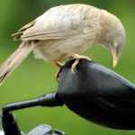 A jungle babbler sitting on a bike mirror at Punjabi University, Patiala