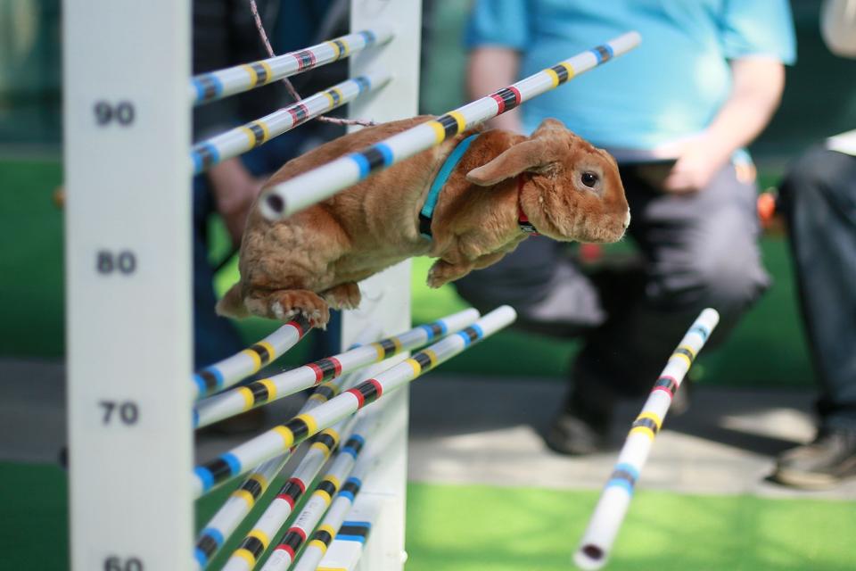 A rabbit fails to jump over an obstacle during a rabbit track and field competition on the sidelines of a hunting exhibition in Kromeriz, about 60 km east of Prague