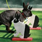 A rabbit jumps over an obstacle during a rabbit track and field competition