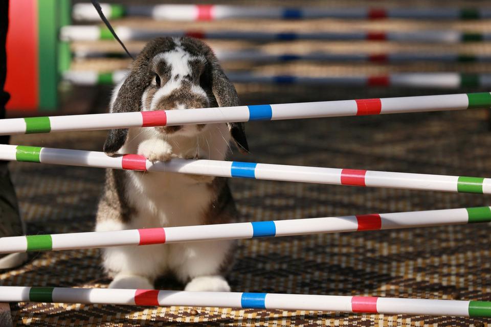 A rabbit refuses to jump over an obstacle during a rabbit track and field competition