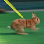 A rabbit runs during a rabbit track and field competition