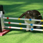 A rabbit stops befor crossing the obstacle during a rabbit track and field competition