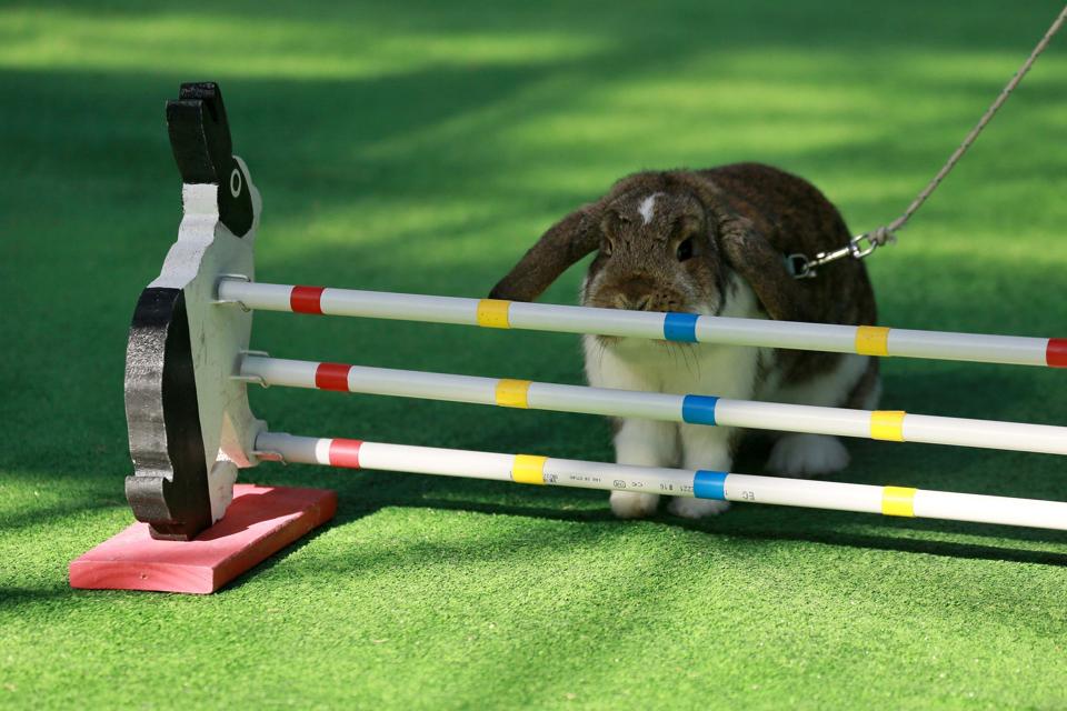 A rabbit stops before crossing the obstacle during a rabbit track and field competition
