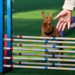 A rabbit tries to jumps over a hurdle
