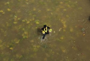 A scavenger boy collects barley saplings offered by Hindu devotees in the River Tawi during Navratri festival