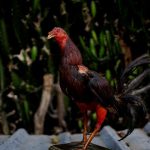 A stuffed rooster is seen at a farmyard at the outskirts of Sandino