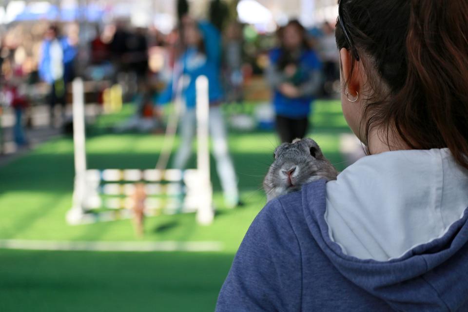 A woman holds her rabbit after an obstacle course