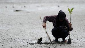 An Indonesian student plants a mangrove at Ujong Pancu beach in Aceh Besar, Aceh province on April 22, 2017. The event is part of Earth Day celebration themed Environmental and Climate Literacy, which is marked on April 22.