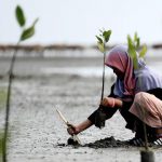 An Indonesian student plants a mangrove at Ujong Pancu beach in Aceh Besar.